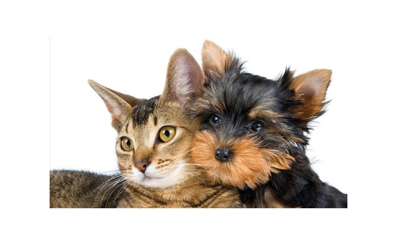  Ayuda a tu mascota a superar el miedo a los cohetes y fuegos artificiales de San Juan